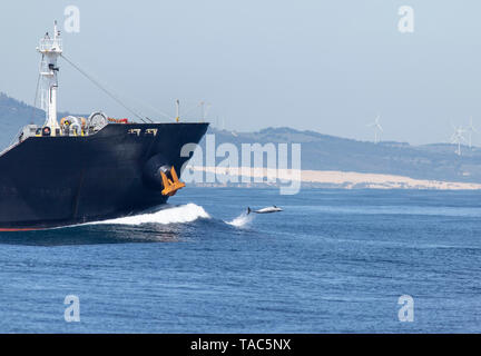 Spanien, Tarifa, Frachtschiff und Große Tümmler surfen die Bugwelle Stockfoto