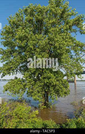 Teilweise eingetaucht Baum an den überfluteten Mississippi River Bank im Frühling, Memphis, Tennessee Stockfoto