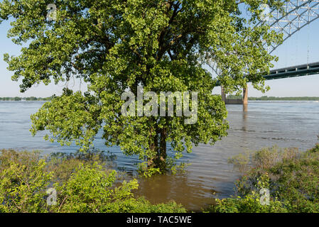 Teilweise eingetaucht Baum an den überfluteten Mississippi River Bank im Frühling, Memphis, Tennessee Stockfoto