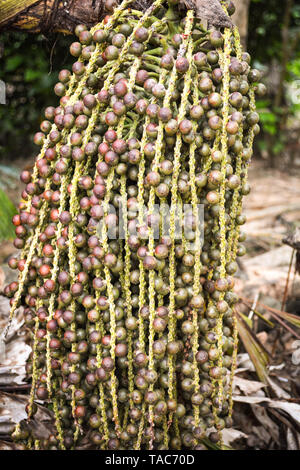 Bündel Fishtail Palm Frucht am Baum in der Natur wild (Warze Fishtail Palm) Stockfoto