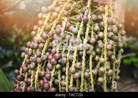 Bündel Fishtail Palm Frucht am Baum in der Natur wild (Warze Fishtail Palm) Stockfoto