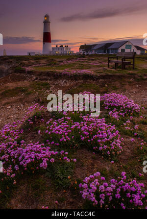 Portland, Dorset, Großbritannien. 23. Mai 2019. UK Wetter: Die Sonne hinter dem ikonischen Portland Bill Leuchtturm auf der Isle of Portland am Ende eines schönen Frühlingstag. Die zarten rosa Meer Sparsamkeit Blumen in voller Blüte, den Leuchtturm besonders malerisch in dieser Zeit des Jahres. Credit: Celia McMahon/Alamy Leben Nachrichten. Stockfoto