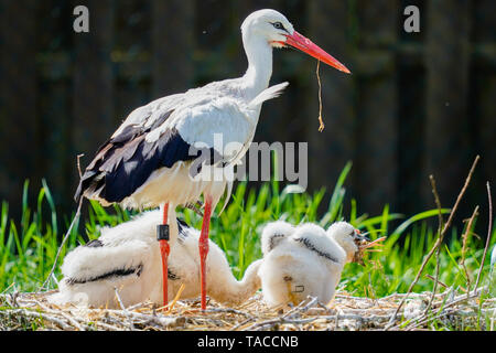 Bornheim, Deutschland. 16. Mai, 2019. Ein Weißstorch steht mit jungen Tieren in der Voliere des torchenscheune", ein Care Station der Kampagne "PfalzStorch". Foto: Uwe Anspach/dpa/Alamy leben Nachrichten Stockfoto