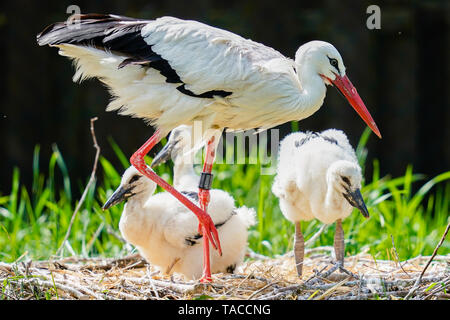 Bornheim, Deutschland. 16. Mai, 2019. Ein Weißstorch steht mit jungen Tieren in der Voliere des torchenscheune", ein Care Station der Kampagne "PfalzStorch". Foto: Uwe Anspach/dpa/Alamy leben Nachrichten Stockfoto