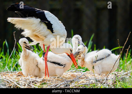 Bornheim, Deutschland. 16. Mai, 2019. Ein weißstorch Feeds junge Tiere in der Voliere des torchenscheune", ein Care Station des "PfalzStorch"-Kampagne. Foto: Uwe Anspach/dpa/Alamy leben Nachrichten Stockfoto