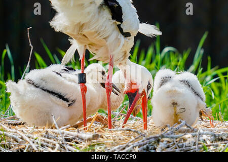 Bornheim, Deutschland. 16. Mai, 2019. Ein weißstorch Feeds junge Tiere in der Voliere des torchenscheune", ein Care Station des "PfalzStorch"-Kampagne. Foto: Uwe Anspach/dpa/Alamy leben Nachrichten Stockfoto