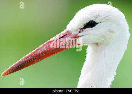 Bornheim, Deutschland. 16. Mai, 2019. Ein Weißstorch steht in der Voliere des torchenscheune", ein Care Station des "PfalzStorch"-Kampagne. Foto: Uwe Anspach/dpa/Alamy leben Nachrichten Stockfoto