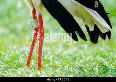 Bornheim, Deutschland. 16. Mai, 2019. Ein Ring ist an das Bein eines Weißstorch in der Voliere des torchenscheune" verbunden, einem Care Station des "PfalzStorch"-Kampagne. Foto: Uwe Anspach/dpa/Alamy leben Nachrichten Stockfoto