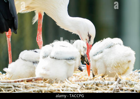 Bornheim, Deutschland. 16. Mai, 2019. Ein weißstorch kümmert sich um junge Tiere in der Voliere des torchenscheune", ein Care Station des "PfalzStorch"-Kampagne. Foto: Uwe Anspach/dpa/Alamy leben Nachrichten Stockfoto