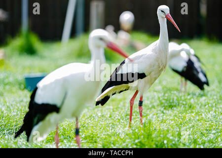 Bornheim, Deutschland. 16. Mai, 2019. Weißstörche stand in der Voliere des torchenscheune", ein Care Station des "PfalzStorch"-Kampagne. Foto: Uwe Anspach/dpa/Alamy leben Nachrichten Stockfoto