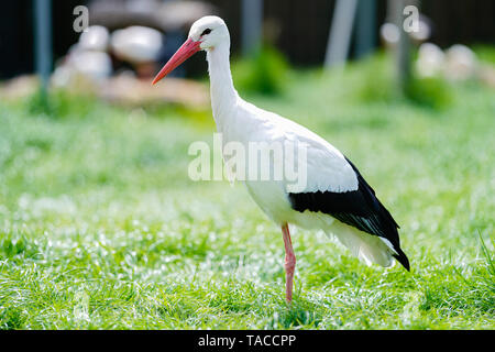 Bornheim, Deutschland. 16. Mai, 2019. Ein Weißstorch steht in der Voliere des torchenscheune", ein Care Station des "PfalzStorch"-Kampagne. Foto: Uwe Anspach/dpa/Alamy leben Nachrichten Stockfoto