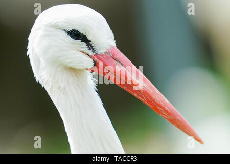 Bornheim, Deutschland. 16. Mai, 2019. Ein Weißstorch steht in der Voliere des torchenscheune", ein Care Station des "PfalzStorch"-Kampagne. Foto: Uwe Anspach/dpa/Alamy leben Nachrichten Stockfoto