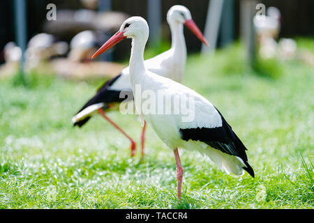 Bornheim, Deutschland. 16. Mai, 2019. Zwei Weißstörche stand in der Voliere des torchenscheune", ein Care Station des "PfalzStorch"-Kampagne. Foto: Uwe Anspach/dpa/Alamy leben Nachrichten Stockfoto