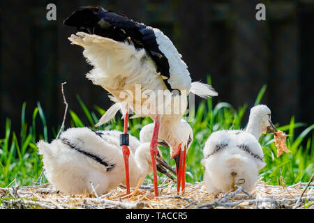 Bornheim, Deutschland. 16. Mai, 2019. Ein weißstorch Feeds junge Tiere in der Voliere des torchenscheune", ein Care Station des "PfalzStorch"-Kampagne. Foto: Uwe Anspach/dpa/Alamy leben Nachrichten Stockfoto