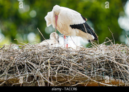 Bornheim, Deutschland. 16. Mai, 2019. Ein weißstorch kümmert sich um ein junges Tier in einem Nest. Foto: Uwe Anspach/dpa/Alamy leben Nachrichten Stockfoto