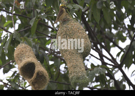 Kirtipur, Nepal. 24. Mai, 2019. Ein Baya Weaver Vogel webt ein Nest am Rande von Kathmandu, Nepal am Freitag, 24. Mai 2019. Ploceus philippinus oder Baya Weber ist ein weaverbird über den Indischen Subkontinent und Südostasien gefunden. Credit: Skanda Gautam/ZUMA Draht/Alamy leben Nachrichten Stockfoto