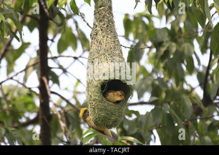 Kirtipur, Nepal. 24. Mai, 2019. Ein Baya Weaver Vogel sitzt in seinem Nest am Rande von Kathmandu, Nepal am Freitag, 24. Mai 2019. Ploceus philippinus oder Baya Weber ist ein weaverbird über den Indischen Subkontinent und Südostasien gefunden. Credit: Skanda Gautam/ZUMA Draht/Alamy leben Nachrichten Stockfoto