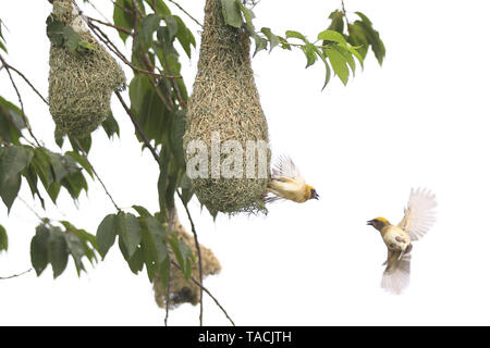 Kirtipur, Nepal. 24. Mai, 2019. Paar Baya Webervögel fliegt um ihre Nester am Stadtrand von Kathmandu, Nepal am Freitag, 24. Mai 2019. Ploceus philippinus oder Baya Weber ist ein weaverbird über den Indischen Subkontinent und Südostasien gefunden. Credit: Skanda Gautam/ZUMA Draht/Alamy leben Nachrichten Stockfoto