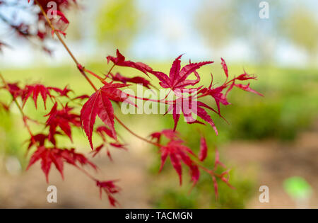 Acer palmatum 'Beni - maico" Branchen. Close Up. Stockfoto