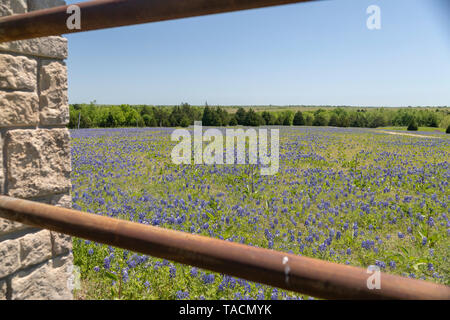 Bluebonnets in einem Feld Stockfoto