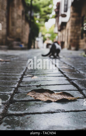 Ein blasses Blattgrün auf einer gepflasterten Straße, über das Kopfsteinpflaster Stockfoto