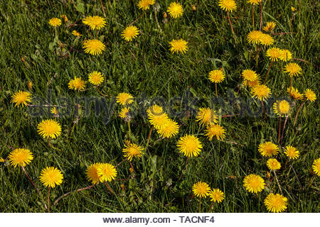 Lowenzahn Unkraut Im Rasen Sommer Gelb Blumen Flora Natur Pflanze