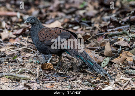 Männliche Berg Peacock-Pheasant Peacock-Pheasant/Rothschild/Spiegel Fasan Stockfoto