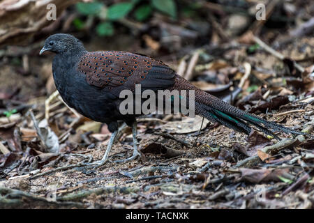 Männliche Berg Peacock-Pheasant Peacock-Pheasant/Rothschild/Spiegel Fasan Stockfoto