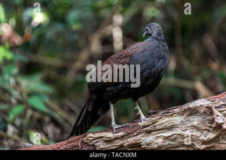 Männliche Berg Peacock-Pheasant Peacock-Pheasant/Rothschild/Spiegel Fasan Stockfoto