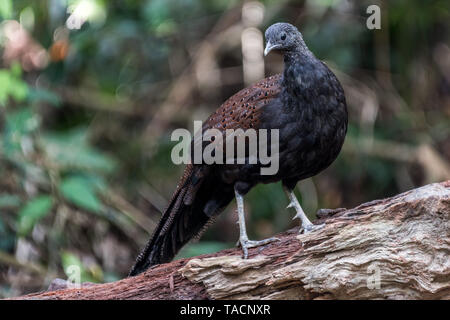 Männliche Berg Peacock-Pheasant Peacock-Pheasant/Rothschild/Spiegel Fasan Stockfoto