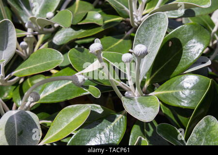 Markborough Rock Daisy, Pachystegia insignis ist eine Gattung von Blütenpflanzen in der Familie der Asteraceae. Es ist endemisch in Neuseeland. Stockfoto