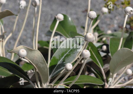 Marlborough Rock Daisy, Pachystegia insignis ist eine Gattung von Blütenpflanzen in der Familie der Asteraceae. Es ist endemisch in Neuseeland. Stockfoto