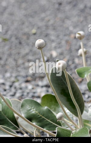 Marlborough Rock Daisy, Pachystegia insignis ist eine Gattung von Blütenpflanzen in der Familie der Asteraceae. Es ist endemisch in Neuseeland. Stockfoto