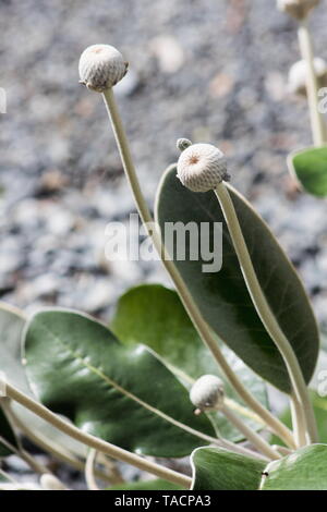 Marlborough Rock Daisy, Pachystegia insignis ist eine Gattung von Blütenpflanzen in der Familie der Asteraceae. Es ist endemisch in Neuseeland. Stockfoto