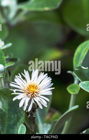 Marlborough Rock Daisy, Pachystegia insignis ist eine Gattung von Blütenpflanzen in der Familie der Asteraceae. Es ist endemisch in Neuseeland. Stockfoto