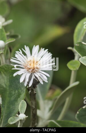 Marlborough Rock Daisy, Pachystegia insignis ist eine Gattung von Blütenpflanzen in der Familie der Asteraceae. Es ist endemisch in Neuseeland. Stockfoto