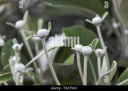 Marlborough Rock Daisy, Pachystegia insignis ist eine Gattung von Blütenpflanzen in der Familie der Asteraceae. Es ist endemisch in Neuseeland. Stockfoto