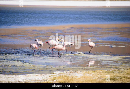 James's Flamingo (Phoenicoparrus jamesi), Eduardo Avaroa National Reserve, Salar de Uyuni, Bolivien Stockfoto