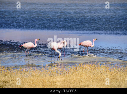 James's Flamingo (Phoenicoparrus jamesi), Eduardo Avaroa National Reserve, Salar de Uyuni, Bolivien Stockfoto