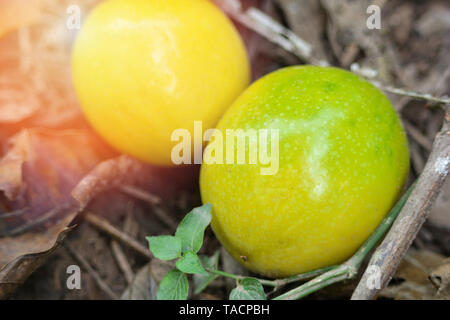 Reif Passion fruit Gelb fallen auf den Boden/Maracuja Frucht Stockfoto