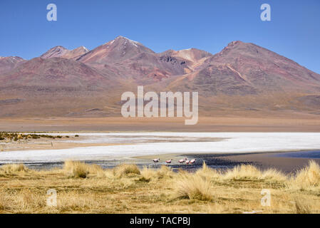 Höhe Flamingos, Salar de Uyuni, Bolivien Stockfoto