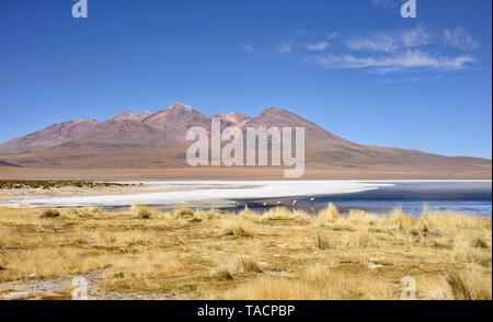 Höhe Flamingos, Salar de Uyuni, Bolivien Stockfoto