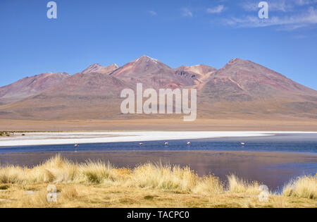 Höhe Flamingos, Salar de Uyuni, Bolivien Stockfoto