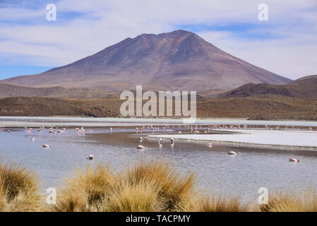 Höhe Flamingos, Salar de Uyuni, Bolivien Stockfoto