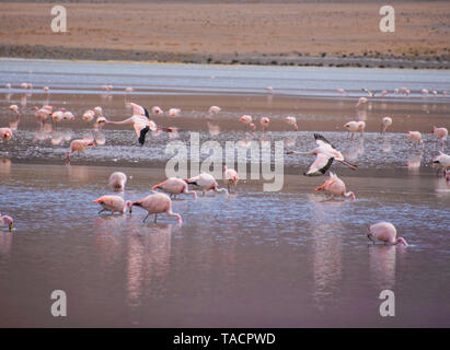 James's Flamingo (Phoenicoparrus jamesi), Eduardo Avaroa National Reserve, Salar de Uyuni, Bolivien Stockfoto