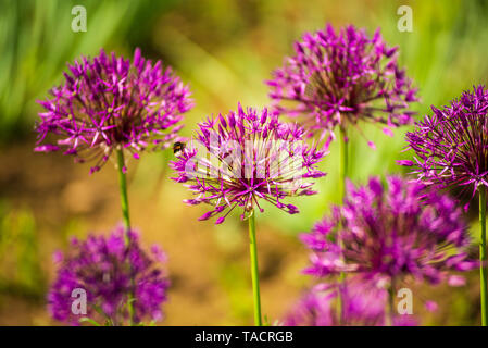Nahaufnahme von Allium Purple sensation Blüte mit Hummel auf Top Stockfoto