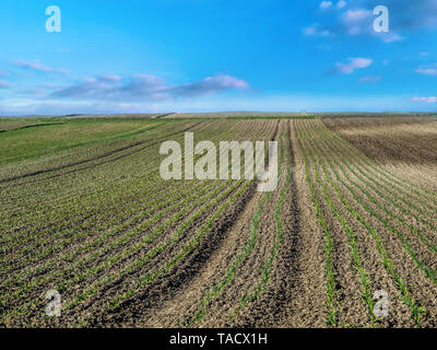 Ackerfläche des Reifens Knoblauch Plantage Stockfoto