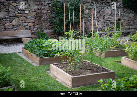 Holz- angehobenen Betten im Garten von frischen Kräutern und Gemüse Stockfoto