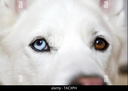 Ein Husky Hund mit einem blauen und braunen bi-Augen, bis Portrait schließen mit Tiefenschärfe. Stockfoto