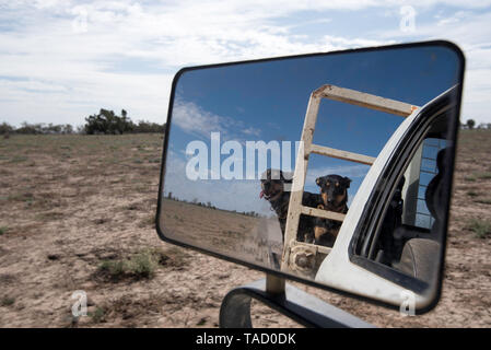 Mai 2019 Burren Junction, Australien: Zwei arbeiten Australian Kelpie Hunde der freien Fahrt über ein sehr trockenes Fahrerlager genießen Sie auf einem Bauernhof Dürre betroffen Stockfoto